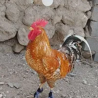 خروس