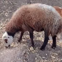 گوسفند|حیوانات مزرعه|بردسکن, |دیوار