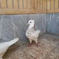 یک جفت نر و ماده طوقی هفت رنگ