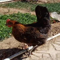 مرغ تخمگذار جوان نراق