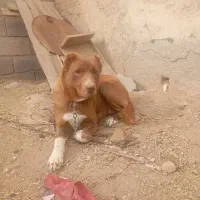 سگ گله
