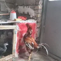 لاری