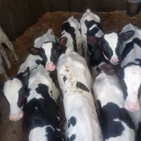 گاو گوساله تلیسه|حیوانات مزرعه|اصفهان, گرکان|دیوار