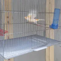 قناری ردفاکتور مست درجه یک