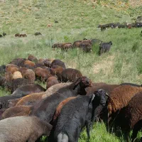 قوچ چهار دندان قزل افشار|حیوانات مزرعه|ماهنشان, |دیوار