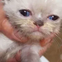 توله گربه|گربه|گرگان, |دیوار