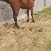 اسب|اسب و تجهیزات اسبسواری|ایذه, |دیوار