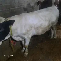 گاو نر گوشتی|حیوانات مزرعه|نظر کهریزی, |دیوار