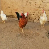 مرغ و خروس فروشی|حیوانات مزرعه|قم, تعویض پلاک|دیوار