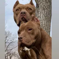 سگ پیت بول خط خونی|سگ|شهرضا, |دیوار