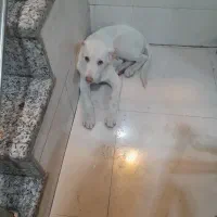 توله سگ خراسانی|سگ|شیراز, شهرک والفجر|دیوار