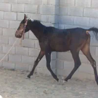 اسب دره شو