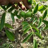 نهال گردو پربار اصلاح شده|خدمات باغبانی و درختکاری|بره‌سر, |دیوار