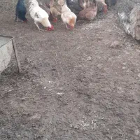 مرغ و خروس وبارنه|حیوانات مزرعه|گتوند, |دیوار