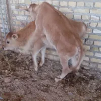 گوساله نر وماده جرزی