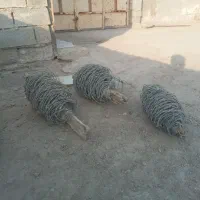 سیم خاردار