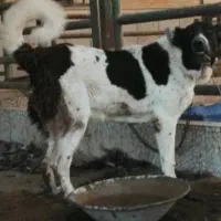 واگذاری توله سگ قدرجونی|سگ|اصفهان, قهاب جنوبی|دیوار