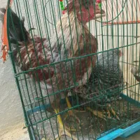 یک جفت مرغ و خروس  زینتی از بهترین نژاد