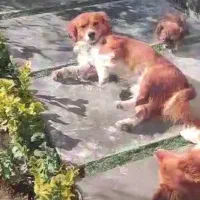 سگ اشمیتز|سگ|باغستان, |دیوار