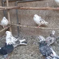 کفتر استثنایی