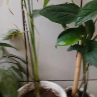 گل و گلدون|گل و گیاه طبیعی|فلاورجان, |دیوار