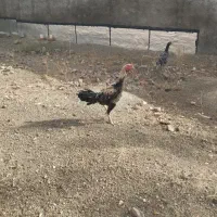 خروس لاری تاجمهر