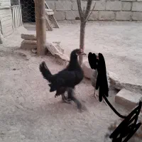 جوجه پاپر|حیوانات مزرعه|شاهین دژ, |دیوار