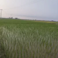 اجاره زمین کشاورزی