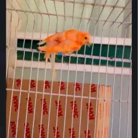 ماده ردتازه بالغ|پرنده|بیرجند, |دیوار