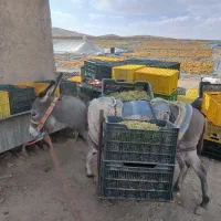 خر یا الاغ 2سال جوان شیر دار
