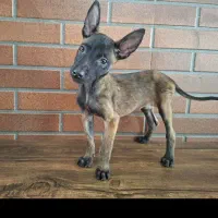 دو تا توله مالینیوز با کیفیت فوق العاده|سگ|زرگرشهر, |دیوار