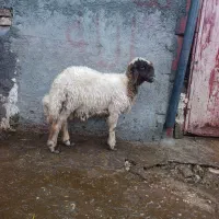 بره نر درجه یک باب قصابی