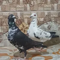 پرنده پلاکی