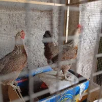 مرغ وخروس کوردی نثل نوچمنی