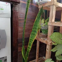 گل سانسوریا|گل و گیاه طبیعی|رشت, پیرکلاچای|دیوار