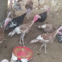 40عدد بوقلمون 7ماهه|حیوانات مزرعه|رامهرمز, |دیوار