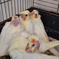 جوجه عروس هلندی لوتینو