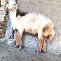 فروش بره قوچ