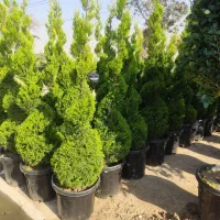 جابه جایی درخت محوطه و اجرای فضای سبز