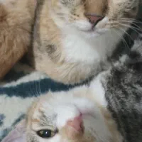 گربه سالم و شیطون|گربه|شهریار, بکه|دیوار