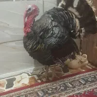 سلام بقلون نر