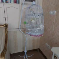 عروس هلندی با قفس