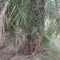 پاجوش سعمران|گل و گیاه طبیعی|اهواز, اسماعیلیه|دیوار