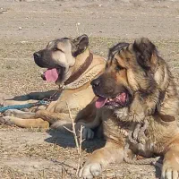 واگذاری سگ عراقی و سرابی