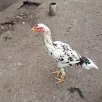 جوجه خروس