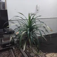 گل بزرگ وزیبا