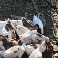 غاز محلی پرواری|حیوانات مزرعه|طاهرگوراب, |دیوار