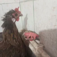 4تا مرغ تخم گذار