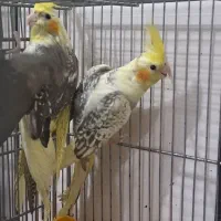 عروس هلندی|پرنده|نجف‌آباد, طالقانی|دیوار