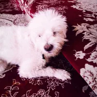 سگ پاکوتاه